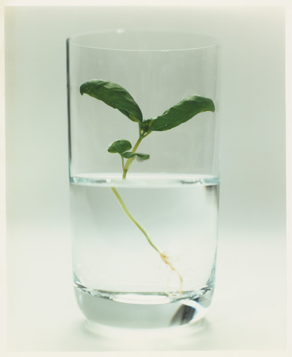 Atelier Cologne - © Lambert | Lambert