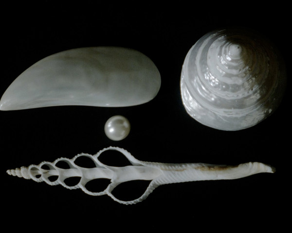 Blanc - Jade Lombard - © Lambert | Lambert