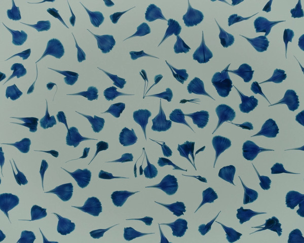 Bleu - Jade Lombard - © Lambert | Lambert