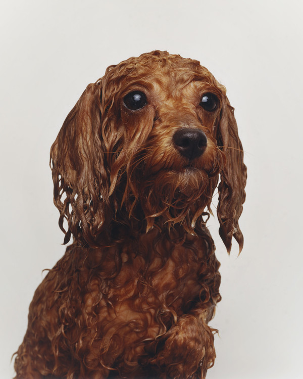 Buffalo Zine - © Lambert | Lambert