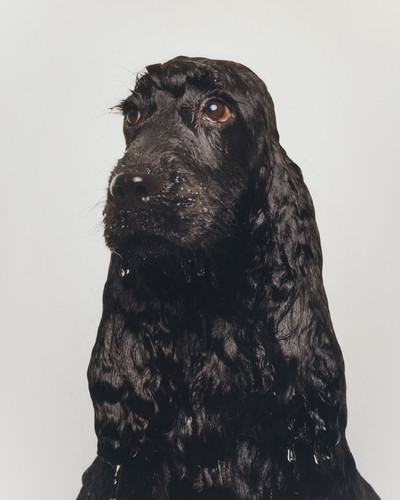 Buffalo Zine - © Lambert | Lambert