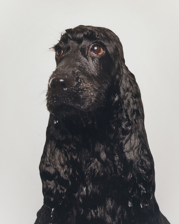 Buffalo Zine - © Lambert | Lambert