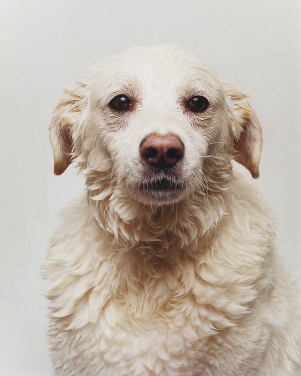 Buffalo Zine - © Lambert | Lambert