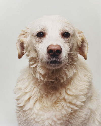 Buffalo Zine - © Lambert | Lambert