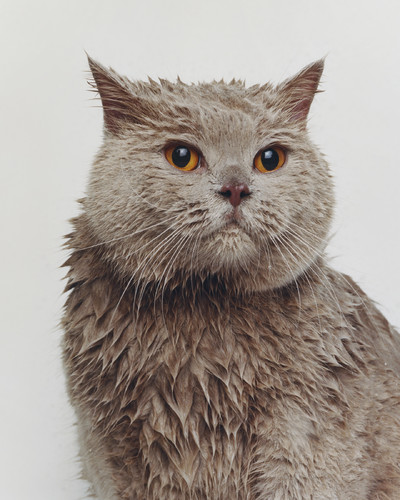 Buffalo Zine - © Lambert | Lambert