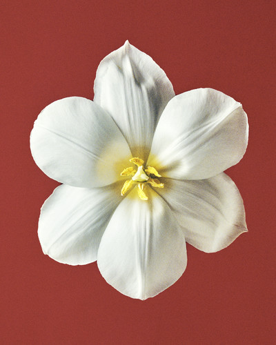 Georg Jensen - © Lambert | Lambert