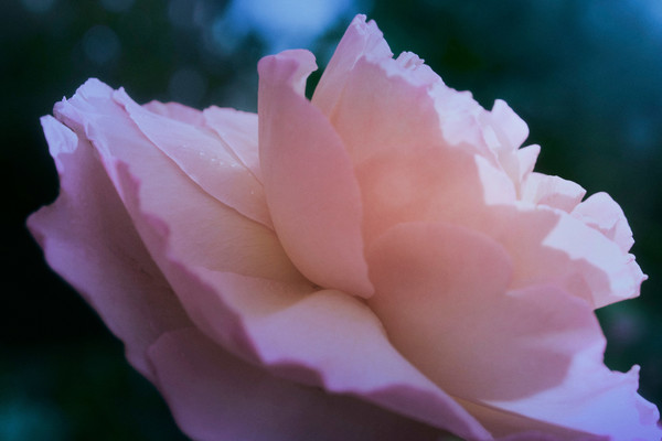 Maison Margiela Fragrances - Up At Dawn - © Lambert | Lambert