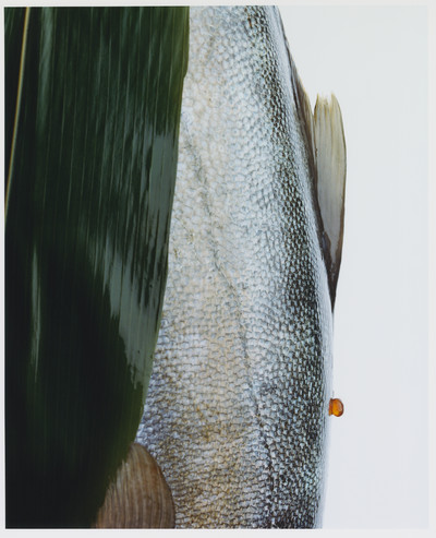 The Dodler Grand - © Lambert | Lambert