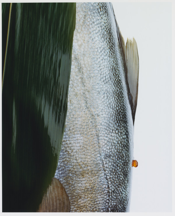 The Dodler Grand - © Lambert | Lambert