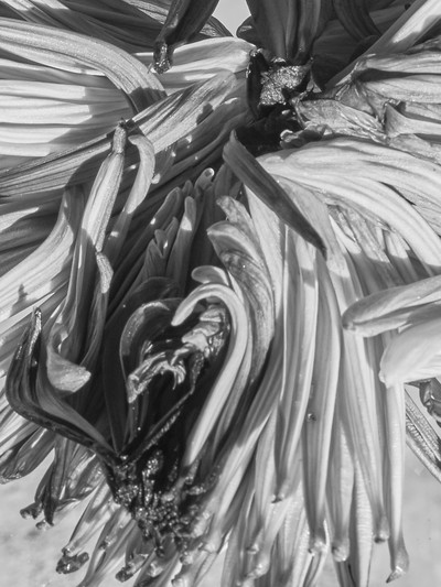 B&W w/ Melvin Israel - © Lambert | Lambert