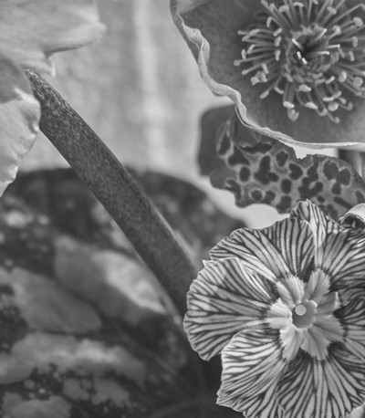 B&W w/ Melvin Israel - © Lambert | Lambert