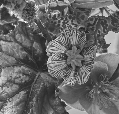 B&W w/ Melvin Israel - © Lambert | Lambert