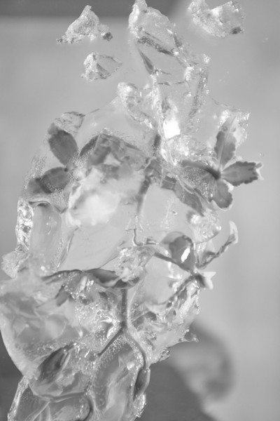 B&W w/ Melvin Israel - © Lambert | Lambert