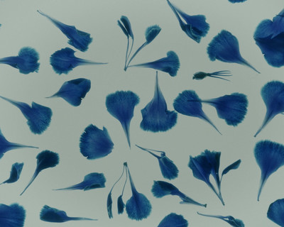 Bleu - Étude de nuances N°1 - © Lambert | Lambert