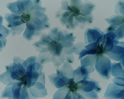 Bleu - Étude de nuances N°1 - © Lambert | Lambert
