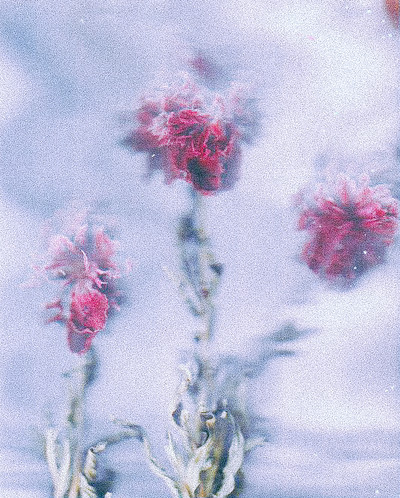 Blurred - © Lambert | Lambert