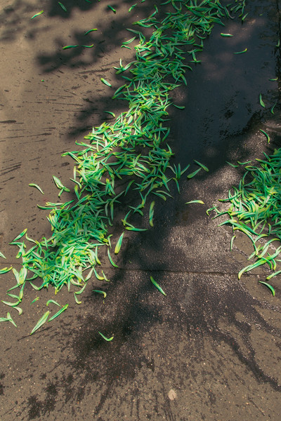 Carton Magazine w/ Victoria E. Paternó - © Lambert | Lambert