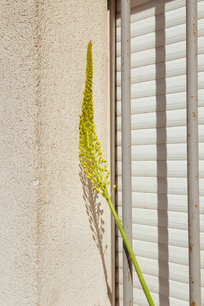 Carton Magazine w/ Victoria E. Paternó - © Lambert | Lambert