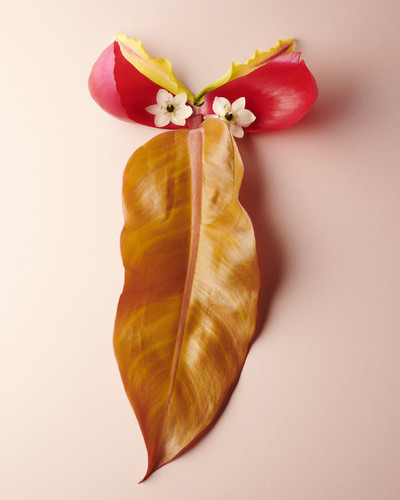 Fleurs w/ Charlotte Krieger - © Lambert | Lambert