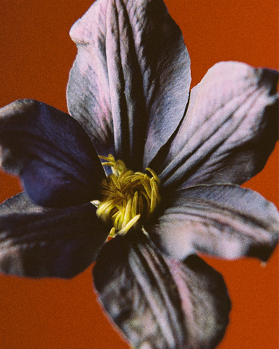 Fleurs w/ Valentin Abad - © Lambert | Lambert