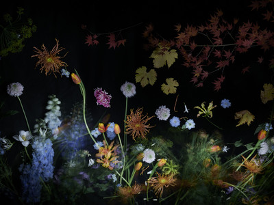 Flowers - Grégoire Alexandre - © Lambert | Lambert