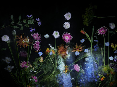 Flowers - Grégoire Alexandre - © Lambert | Lambert