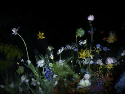 Flowers - Grégoire Alexandre - © Lambert | Lambert