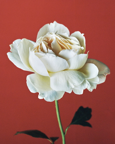 Georg Jensen - © Lambert | Lambert