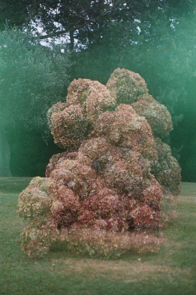 Giant hortensia - © Lambert | Lambert