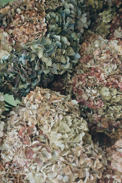 Giant hortensia - © Lambert | Lambert