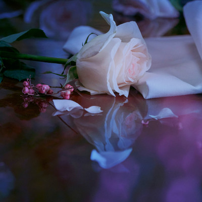 Maison Margiela Fragrances - Up At Dawn - © Lambert | Lambert