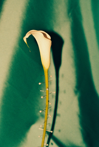 Pin - © Lambert | Lambert