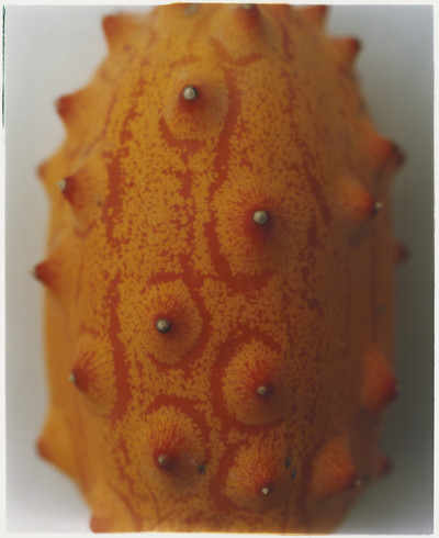 Plant - © Lambert | Lambert