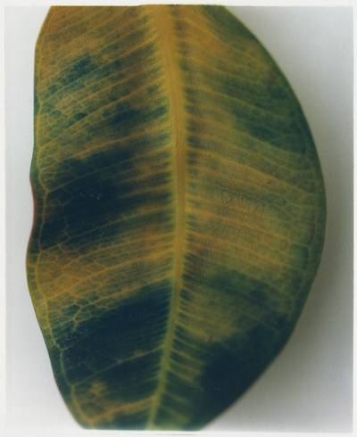 Plant - © Lambert | Lambert