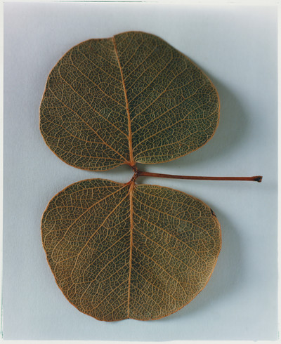 Plant - © Lambert | Lambert