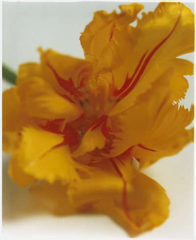 Plant - © Lambert | Lambert