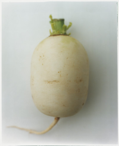 Plant - © Lambert | Lambert