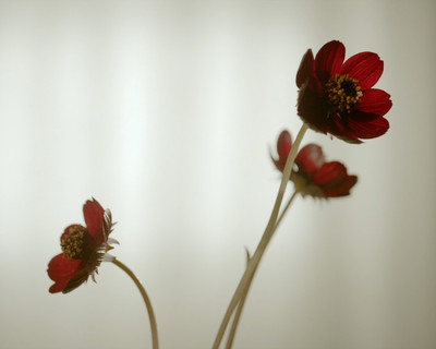 Rouge - Étude de nuances N°3 - © Lambert | Lambert