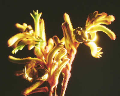 Simuero w/ Ruppert Tapper - © Lambert | Lambert