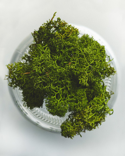 Merit - © Lambert | Lambert