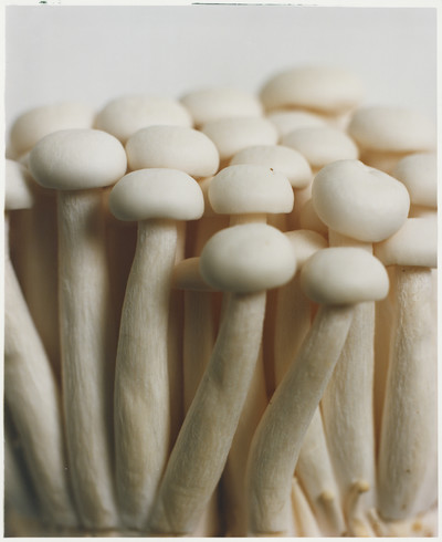 Plants - © Lambert | Lambert