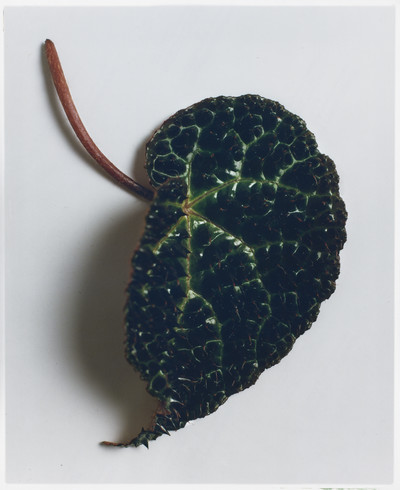 Plants - © Lambert | Lambert