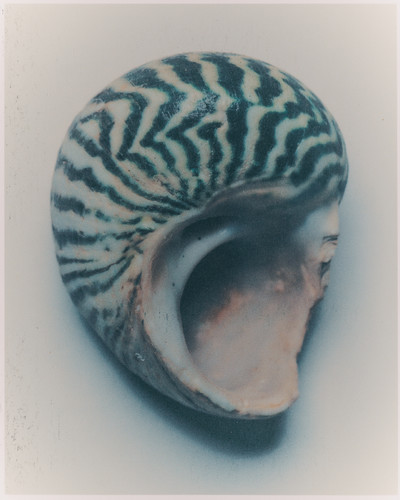 Anna Grace Blower - © Lambert | Lambert