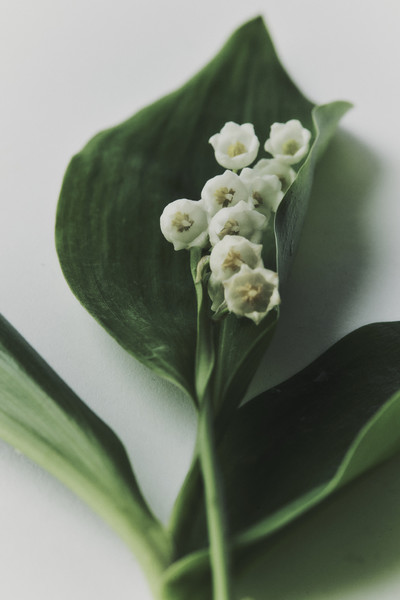 CR Sent - © Lambert | Lambert