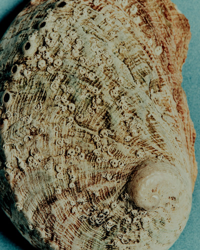 Mecca Fragrances - © Lambert | Lambert