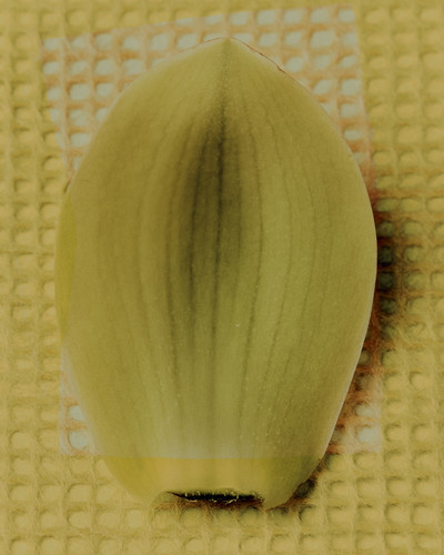 Mecca Fragrances - © Lambert | Lambert