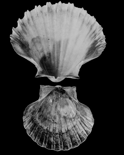 Mecca Fragrances - © Lambert | Lambert