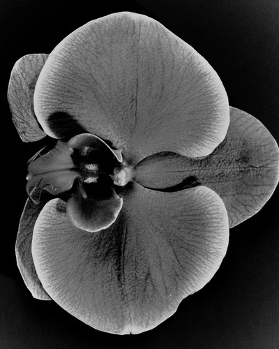 Mecca Fragrances - © Lambert | Lambert