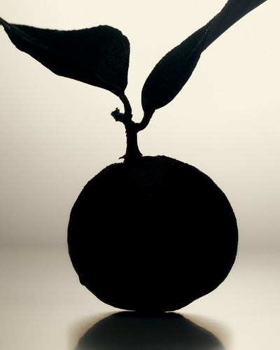 Pink Wonder - © Lambert | Lambert