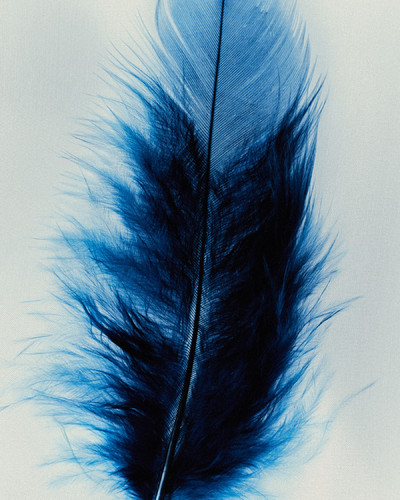 Violette FR - © Lambert | Lambert